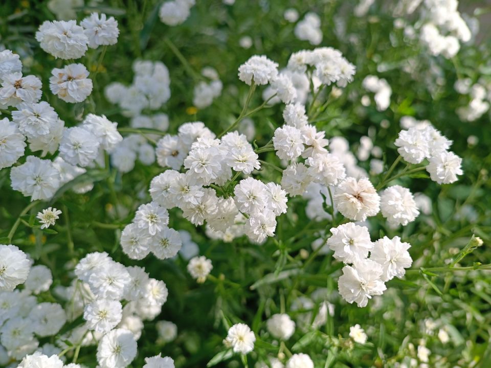 Возвращение жемчужницы: таинственное совершенство в вашем саду