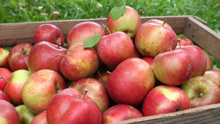 Как скошенная трава изменила подход к уходу за садом: удивительные результаты за 8 лет