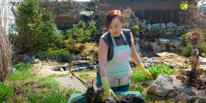 Как украсить пруд: секреты грамотной посадки розовой нимфеи