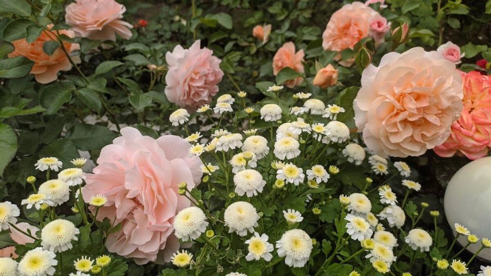 Уход за розами в конце июля: советы для цветущего сада