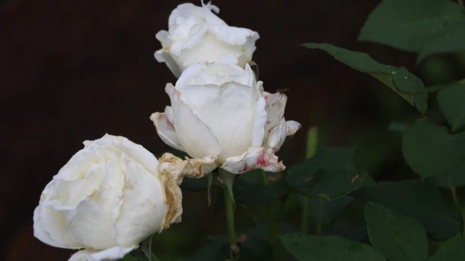 Почему правильная обрезка роз — ключ к успеху их цветения