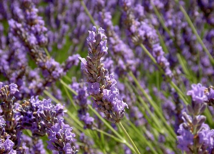 Долговечное цветение: восхитительные многолетние растения для вашего сада