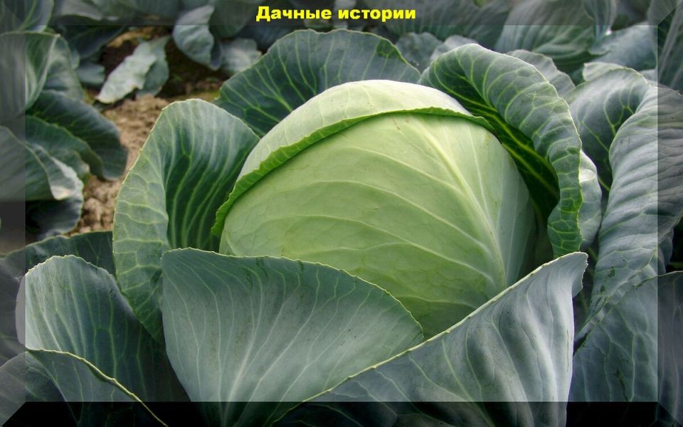 Секреты квашения капусты: как на Руси сохраняли богатство урожая