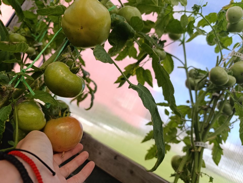 Как собрать спелые помидоры раньше: секреты ускоренного урожая