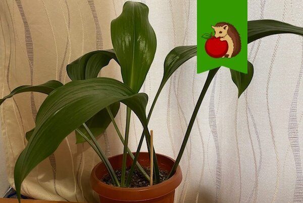 Эухарис зацвел: секреты, которые стоили долгих ожиданий