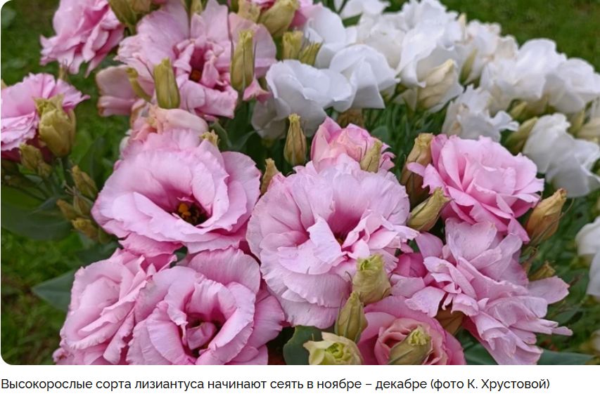 Эустома: как правильно и вовремя сеять это чудо природы