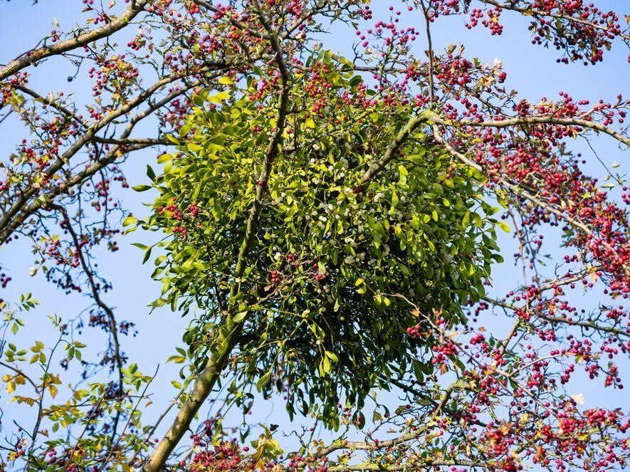 Загадочный мир паразитных растений: кто угрожает вашему саду?