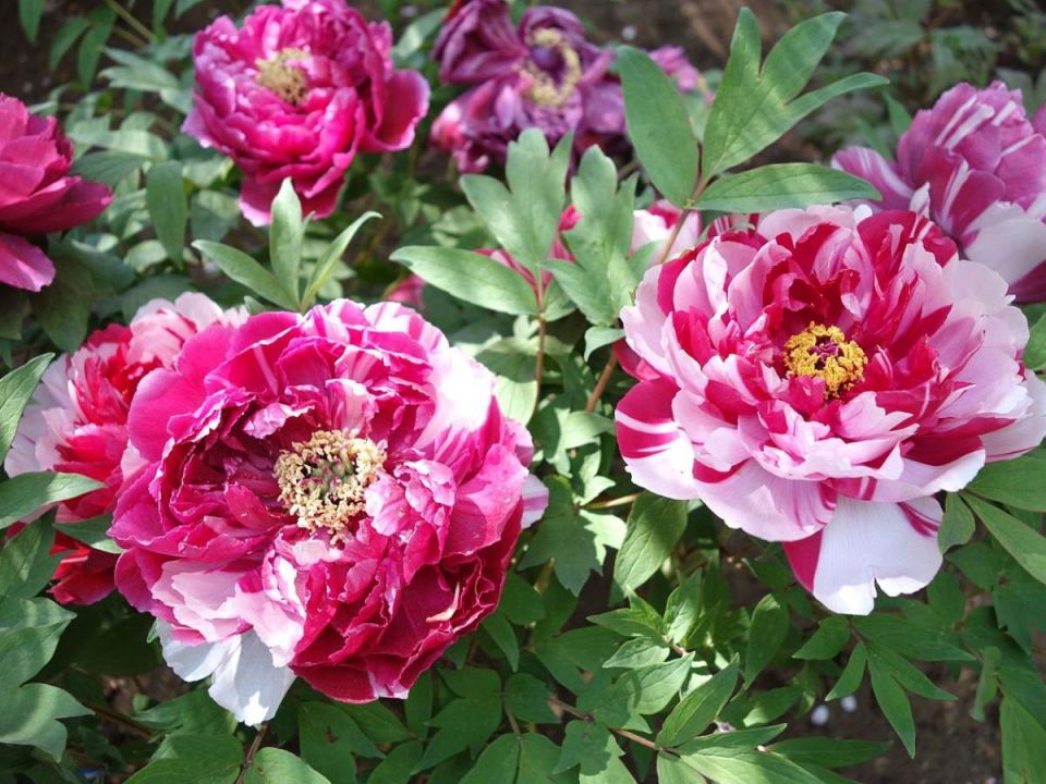 Как правильно ухаживать за пионами весной: советы профессионалов