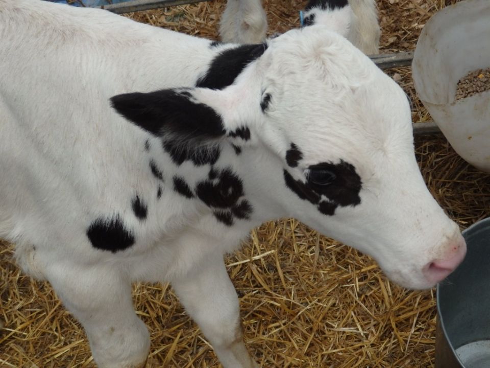 Как правильно выпаивать телят: соска или ведро?