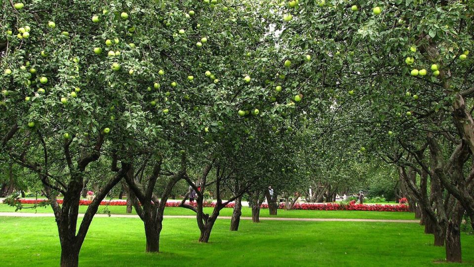 Как избежать затопления огорода: советы для садоводов