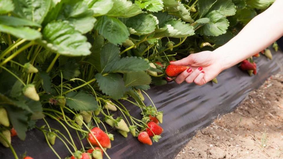 Секреты успешной осенней посадки клубники: советы для садоводов