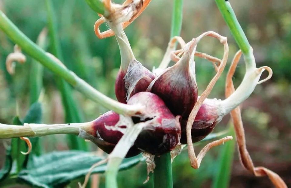 Многоярусный лук: стоит ли добавить этот удивительный сорт на свой участок?