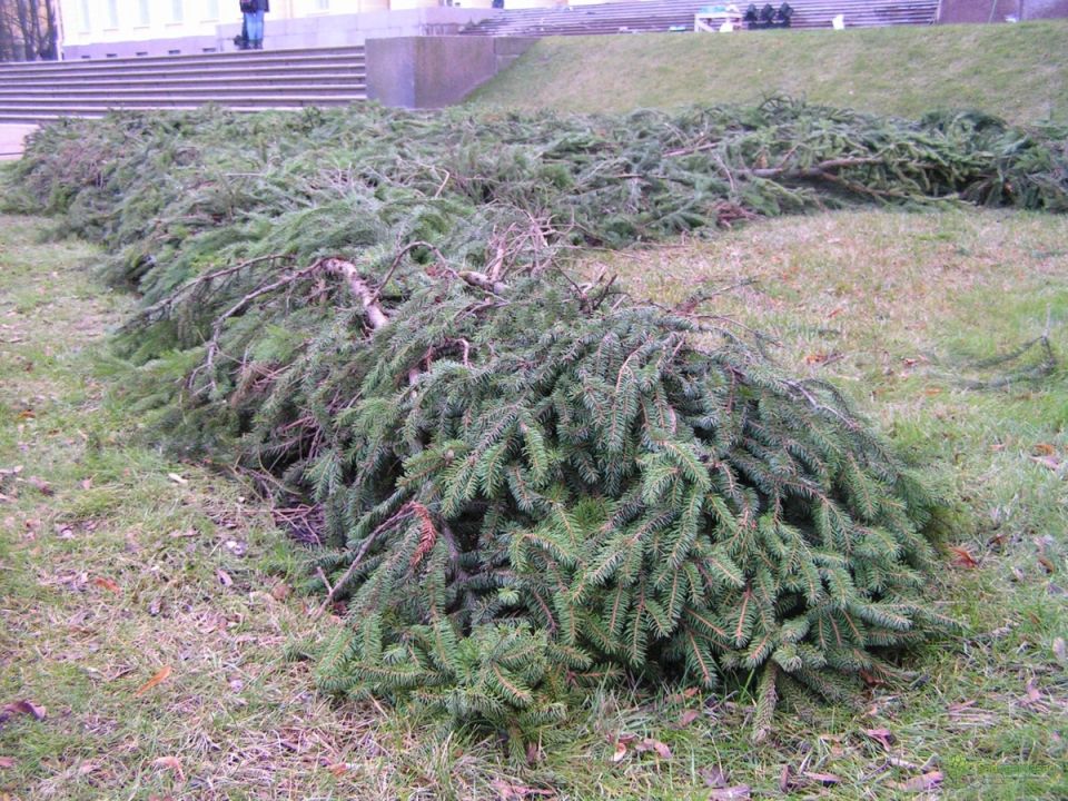 Как выбрать идеальный лапник для зимнего укрытия растений