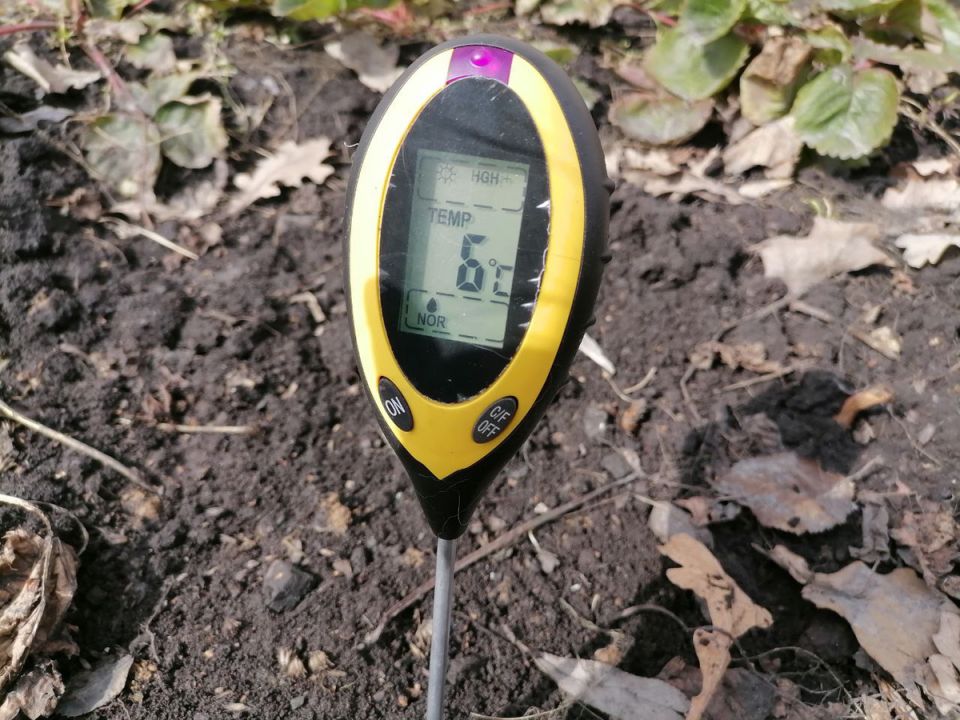 Когда сажать: идеальная температура почвы для успешного посева