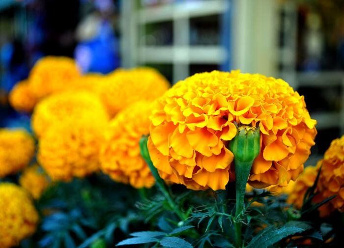 Бархатцы: зеленый щит вашего сада и идеальные компаньоны для растений