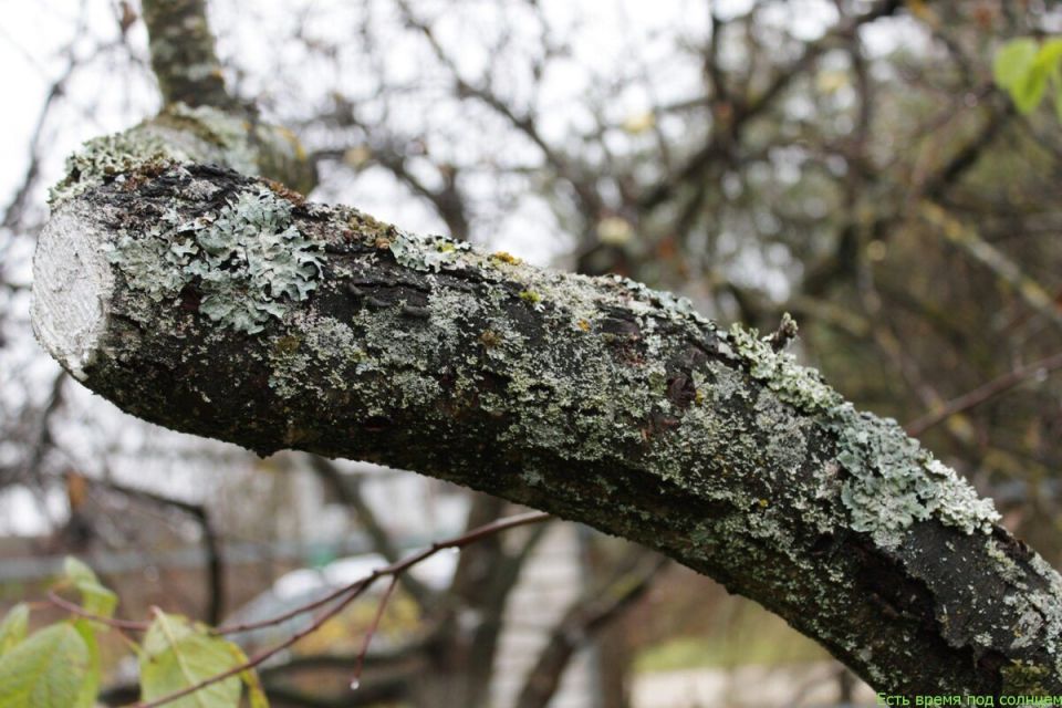 Эффективные способы борьбы с серым лишайником на яблонях