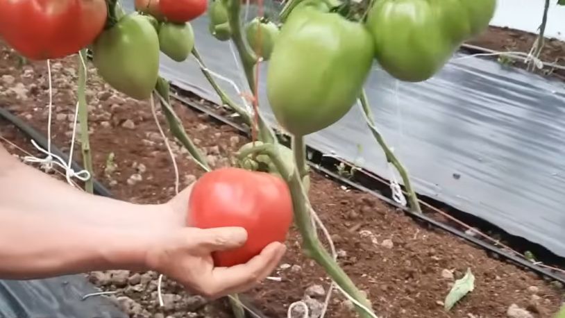 Как подкормка в августе превращает мелкие помидоры в гигантов