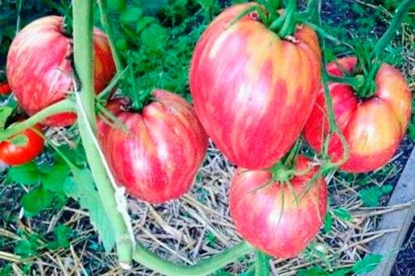 Томаты Долговязая Салли: секреты выращивания и вкусовые качества популярного сорта