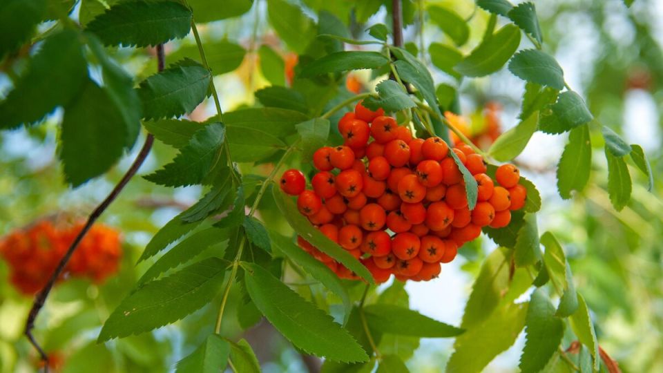 Почему рябина — это не просто украшение природы, а источник здоровья и вкуса