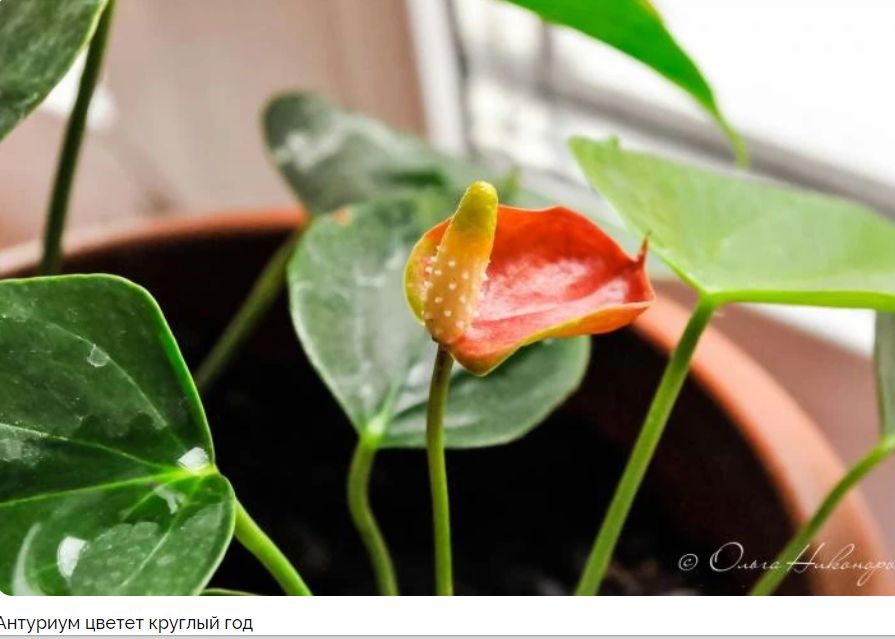 Цветы в зимнее время: лучшие растения для уютного подоконника