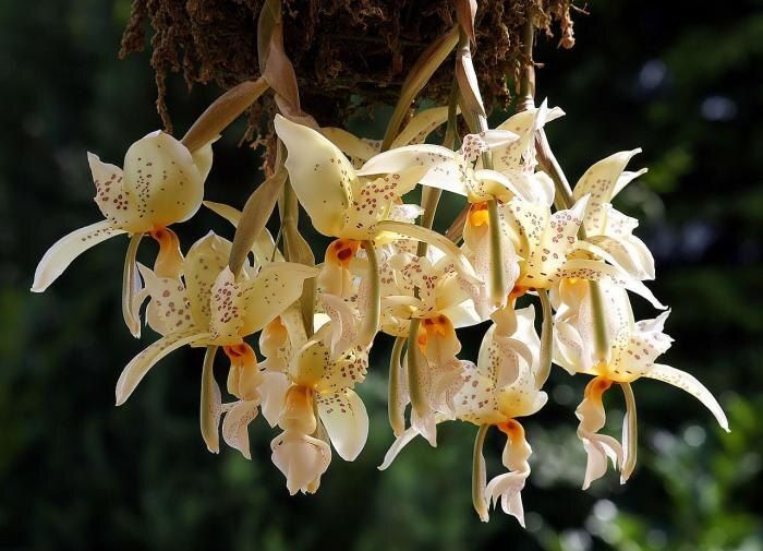 Пляжный ботаник: как орхидеи могут преобразить ваш сад