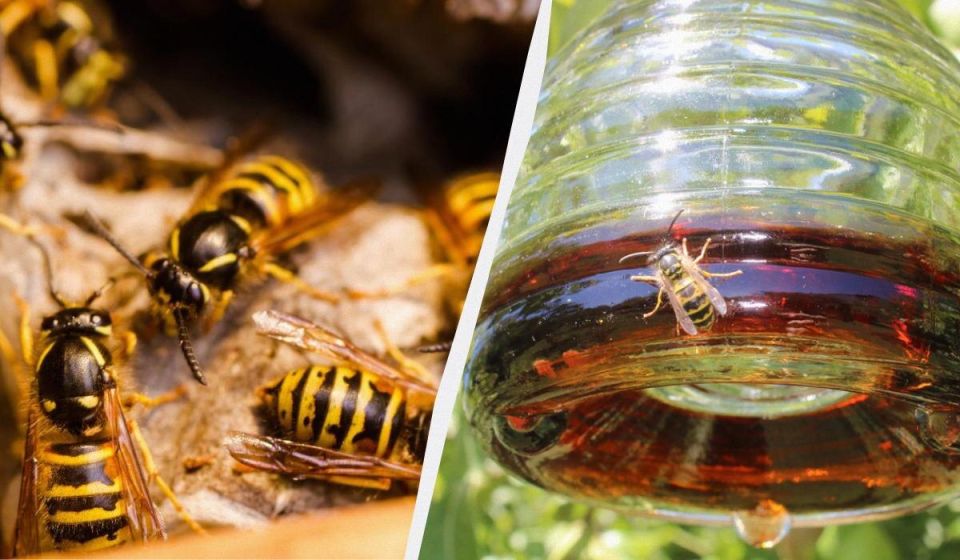 ����������� ������ � �����: ������� ������� ��� ������ ����