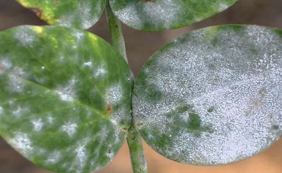 �� ���������� ��������� ��������: ��� ������ ���������� �� ��������� ����