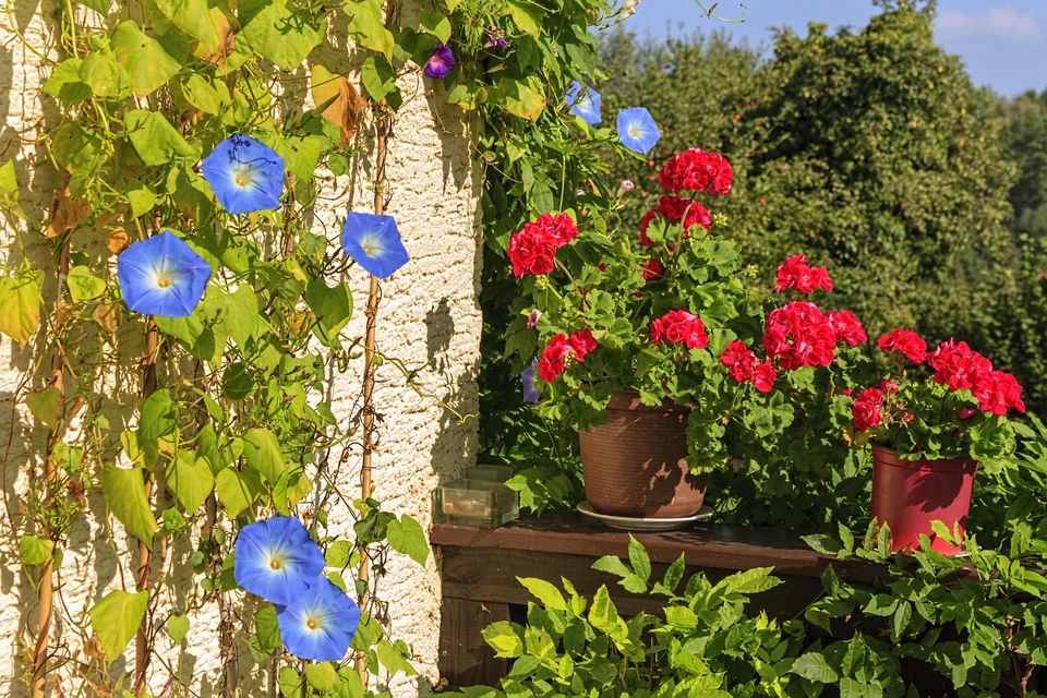 Любимые цветы могут обернуться штрафами: нужно проверить свой сад на ипомеи