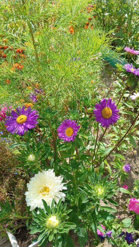 ��� ��������� �������� ����������� �� ������: ������ �� ������ �� ��������� �����