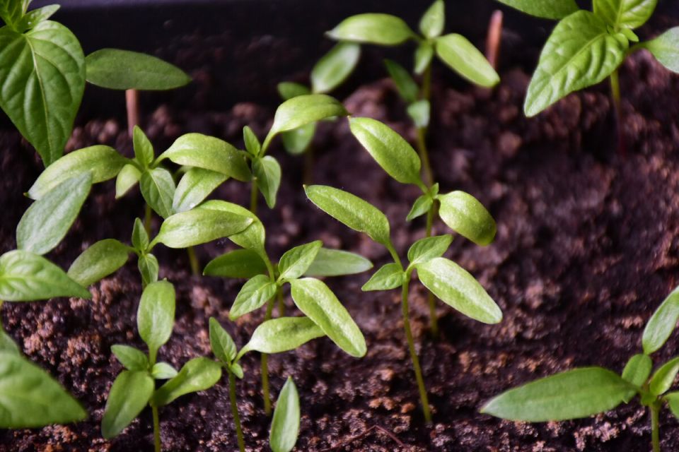 ��� ������ � ����� ��������� ������� �����: ������ � �������