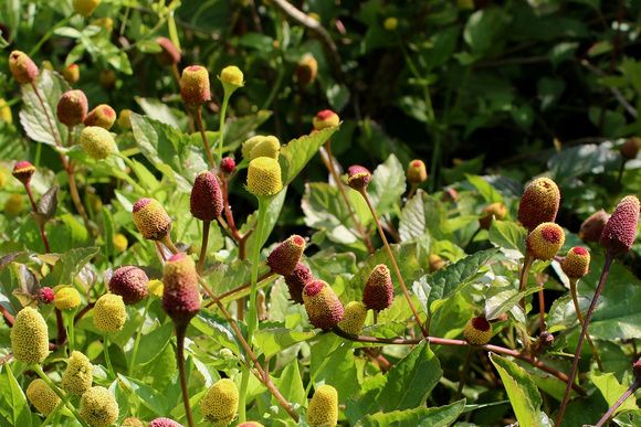 ��� ����� �������������?