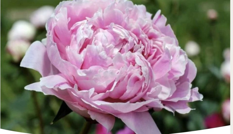 Секреты успешного выращивания пиона «Сара Бернар»