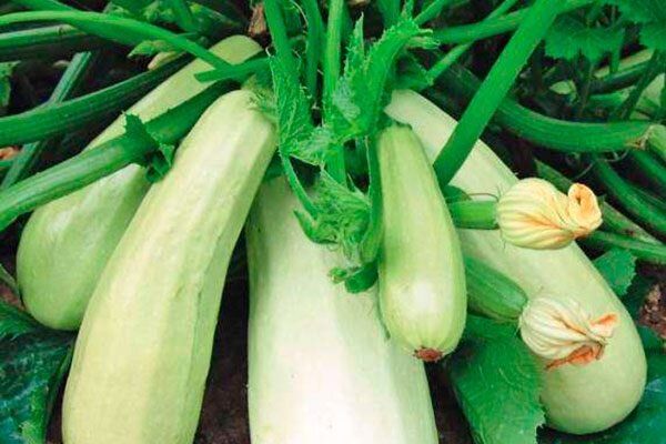 ������� � ����������� �������: ��� �������� ������ � �� �����������