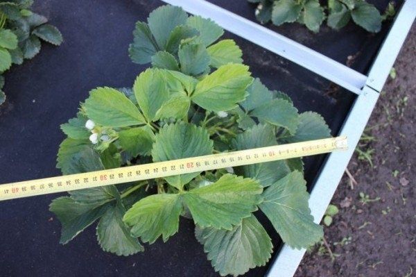 ��������� ������: ����������� �����, ������� �������� ��������