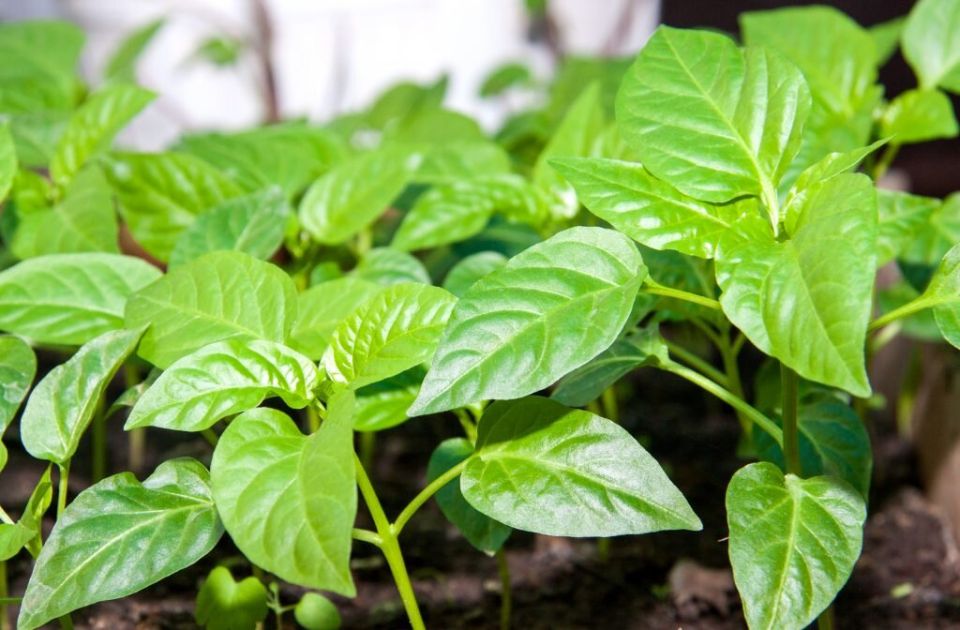 ������� ��������� ����������� ������� ����������� �����: 5 �������� ������