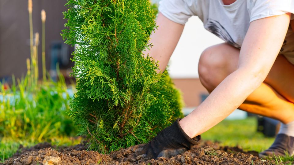 ��� ������ ������ ������� �������� ���������: �������� ��� ����� ���������