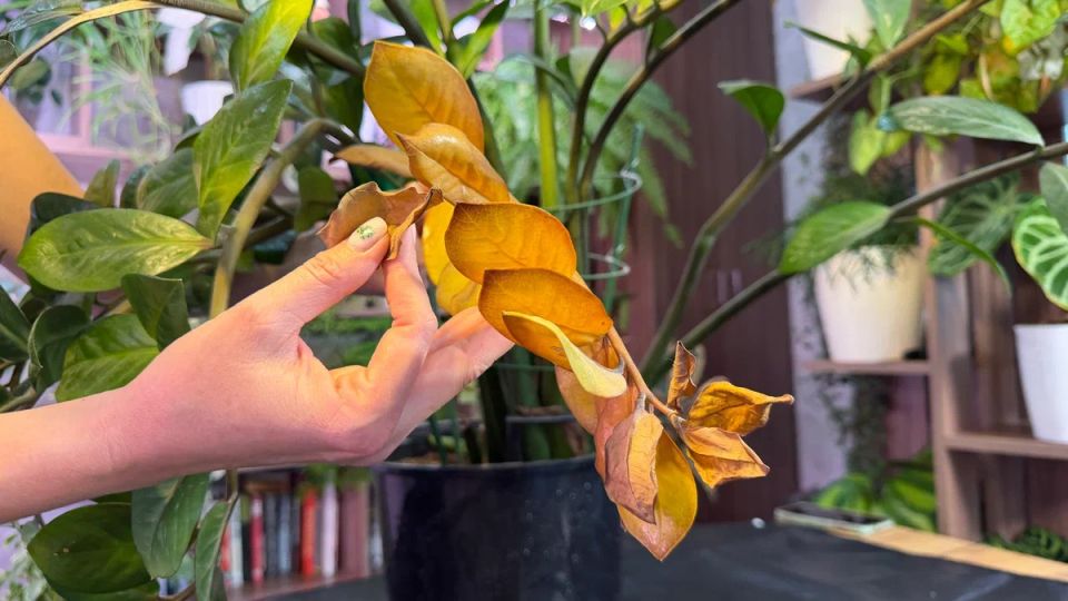 ������ ������������ ������� � ������ ������: ������ ������ �����