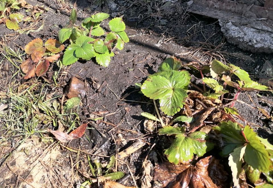 �������� ���������� ��� ����� ������� ��������