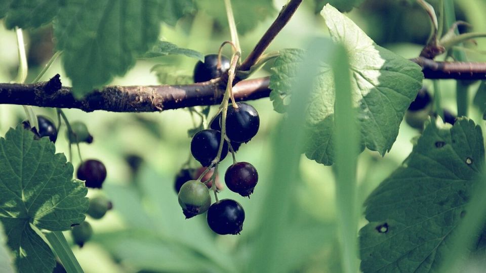 ���� ��� ���������: ��� natural remedy �������� ���������