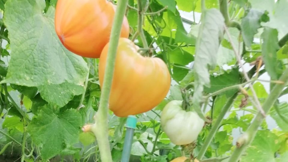 ��� ��������� ������� ������: ������� ��������� ����