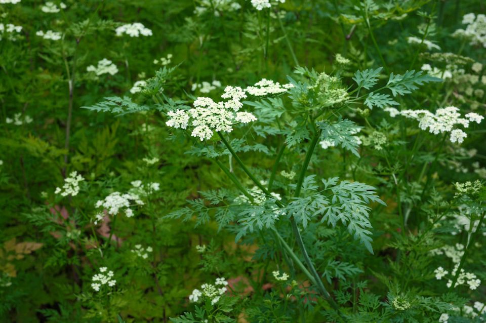 �������: ���������� ��������� �������� ������ ������