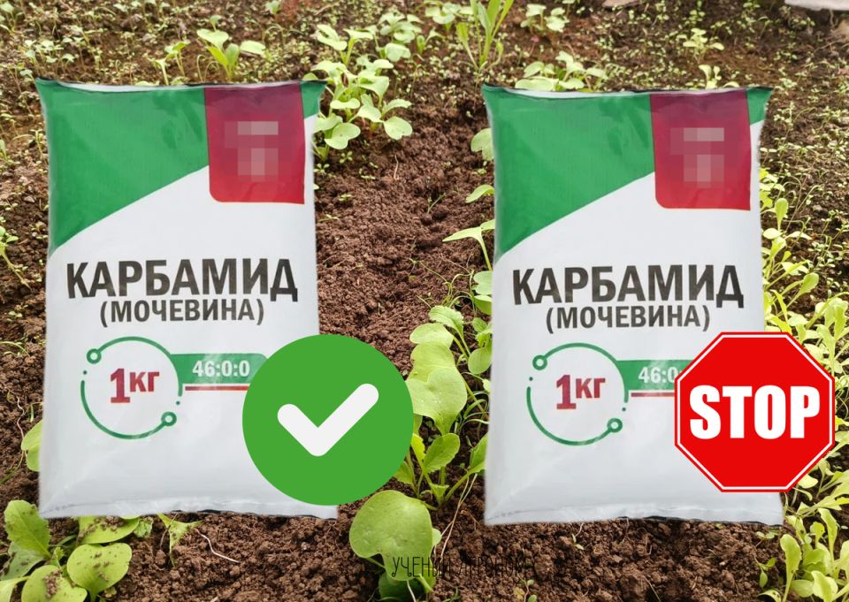 ����������� ������������� �������� � �����������