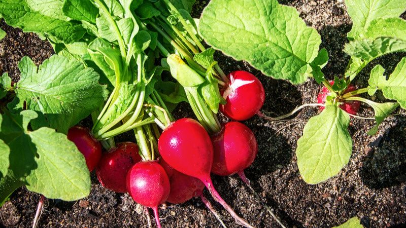 ��� ���������� �������� �� ������� �������� ����� �����: ���������� ������ ��������� ������