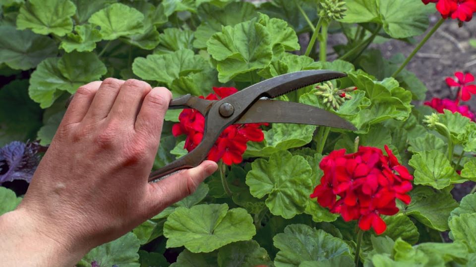 ������ �����: ������� ����� �� �������� 70-�, ������� ������ ���� ��������