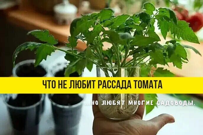 ���������� ��������� ��� ������� �������: ��� ��� ����� ��������� ������ ������