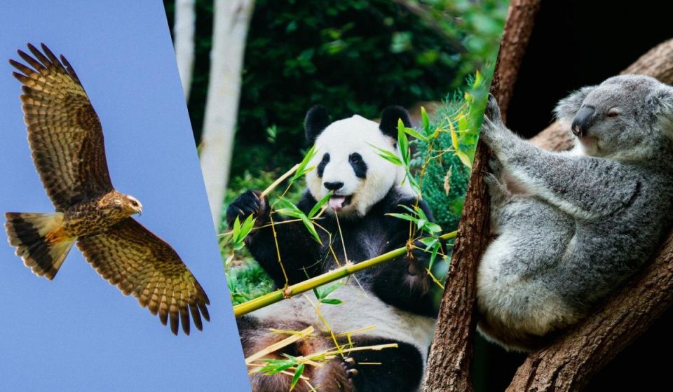 Необычные диеты животных: 5 видов, которые удивят вас