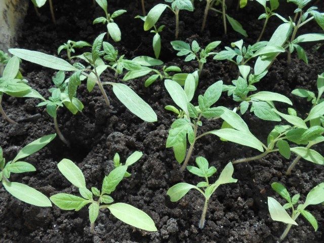 январь в саду: сеем на рассаду, пока зима не отступила