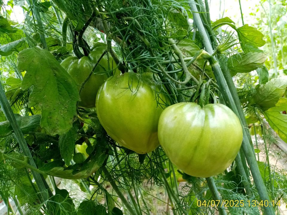 Томаты в бедственном положении: почему летние дожди мешают созреванию