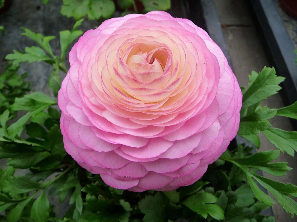 Цветок года: как ранункулюс наполняет жизнь яркими красками