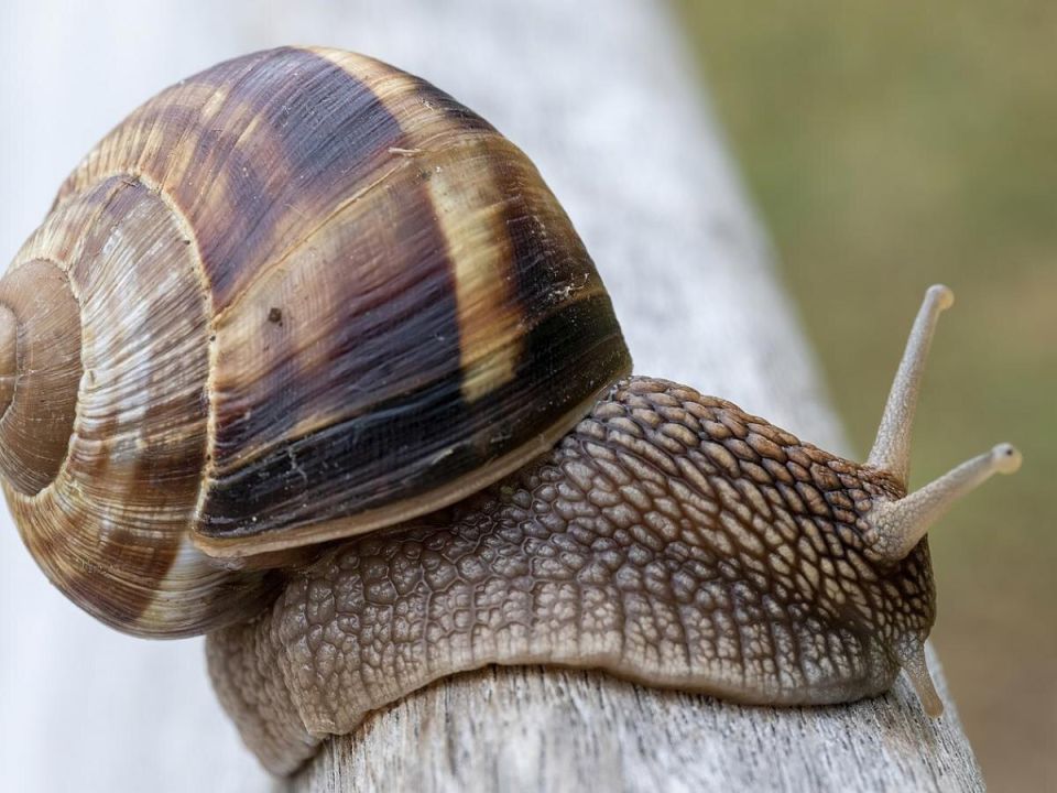 ����������� � ��������: ������ ������� ������ � ��� ���������� � ���� � ����